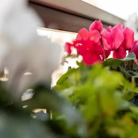 Pensión Daydreaming House