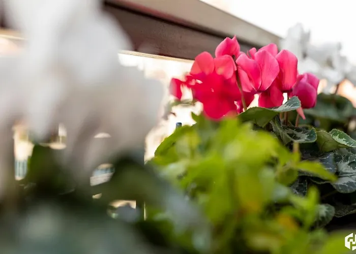 Pensionat Daydreaming House